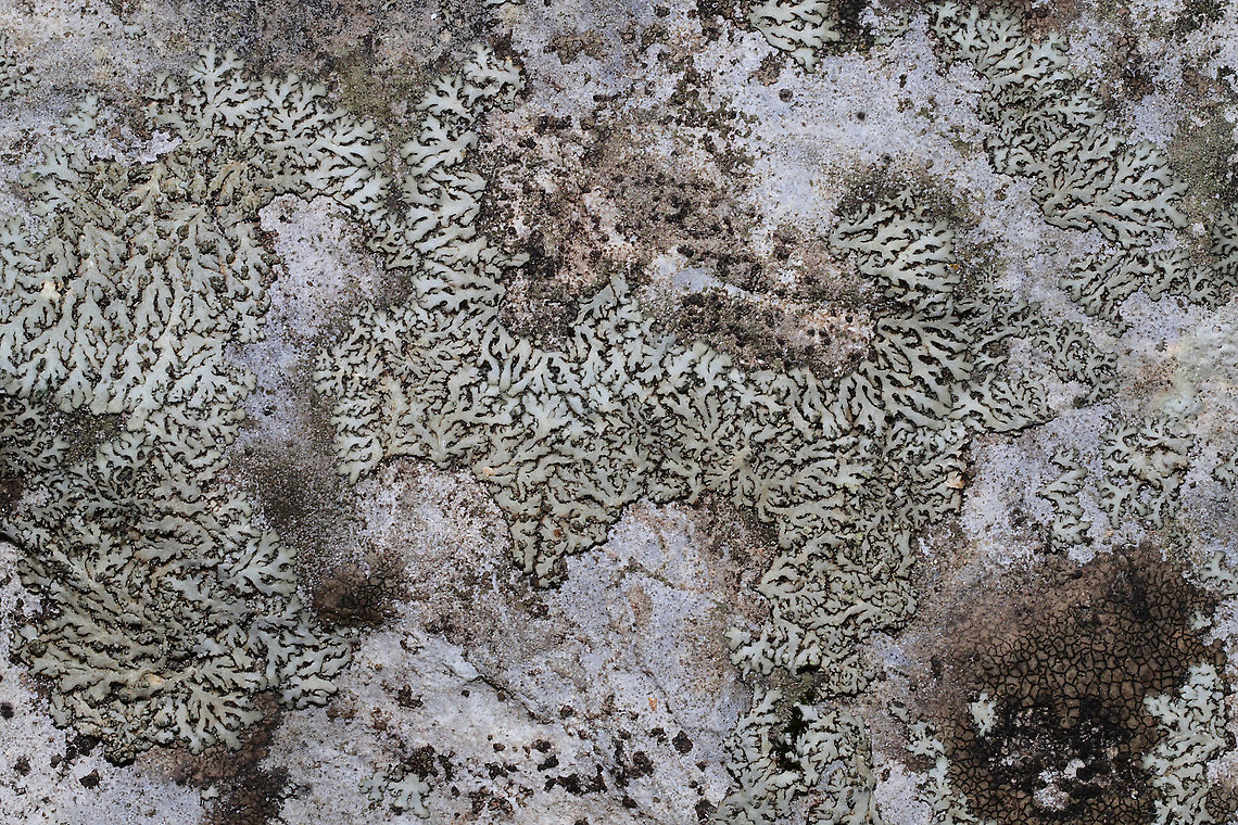 Orange-cored Shadow Lichen (Phaeophyscia rubropulchra)? Growing on a stone outcrop in a forested area near a lake re-regulation reservoir.<br />
<figure class="photo"><a href="https://www.jungledragon.com/image/89650/orange-cored_shadow_lichen_phaeophyscia_rubropulchra.html" title="Orange-cored Shadow Lichen (Phaeophyscia rubropulchra)?"><img src="https://s3.amazonaws.com/media.jungledragon.com/images/3231/89650_thumb.jpg?AWSAccessKeyId=05GMT0V3GWVNE7GGM1R2&Expires=1770854410&Signature=w%2FoEGfTF6eB99Wnnqdq6WUHAyPY%3D" width="200" height="134" alt="Orange-cored Shadow Lichen (Phaeophyscia rubropulchra)? Growing on a stone outcrop in a forested area near a lake re-regulation reservoir. <br />
https://www.jungledragon.com/image/89649/orange-cored_shadow_lichen_phaeophyscia_rubropulchra.html Geotagged,Orange-cored Shadow Lichen,Phaeophyscia rubropulchra,United States,Winter" /></a></figure> Geotagged,Orange-cored Shadow Lichen,Phaeophyscia rubropulchra,United States,Winter
