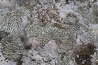 Orange-cored Shadow Lichen (Phaeophyscia rubropulchra)? Growing on a stone outcrop in a forested area near a lake re-regulation reservoir.<br />
https://www.jungledragon.com/image/89650/orange-cored_shadow_lichen_phaeophyscia_rubropulchra.html Geotagged,Orange-cored Shadow Lichen,Phaeophyscia rubropulchra,United States,Winter