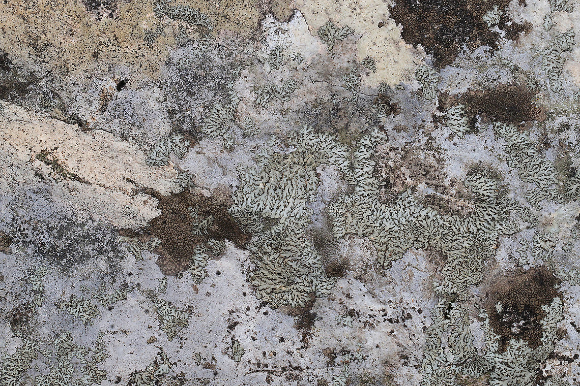 Orange-cored Shadow Lichen (Phaeophyscia rubropulchra)? Growing on a stone outcrop in a forested area near a lake re-regulation reservoir. <br />
<figure class="photo"><a href="https://www.jungledragon.com/image/89649/orange-cored_shadow_lichen_phaeophyscia_rubropulchra.html" title="Orange-cored Shadow Lichen (Phaeophyscia rubropulchra)?"><img src="https://s3.amazonaws.com/media.jungledragon.com/images/3231/89649_thumb.jpg?AWSAccessKeyId=05GMT0V3GWVNE7GGM1R2&Expires=1770854410&Signature=4HS8n6rmN6WMoUbsx%2FgD8Sw3WHw%3D" width="200" height="134" alt="Orange-cored Shadow Lichen (Phaeophyscia rubropulchra)? Growing on a stone outcrop in a forested area near a lake re-regulation reservoir.<br />
https://www.jungledragon.com/image/89650/orange-cored_shadow_lichen_phaeophyscia_rubropulchra.html Geotagged,Orange-cored Shadow Lichen,Phaeophyscia rubropulchra,United States,Winter" /></a></figure> Geotagged,Orange-cored Shadow Lichen,Phaeophyscia rubropulchra,United States,Winter