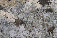 Orange-cored Shadow Lichen (Phaeophyscia rubropulchra)? Growing on a stone outcrop in a forested area near a lake re-regulation reservoir. <br />
https://www.jungledragon.com/image/89649/orange-cored_shadow_lichen_phaeophyscia_rubropulchra.html Geotagged,Orange-cored Shadow Lichen,Phaeophyscia rubropulchra,United States,Winter