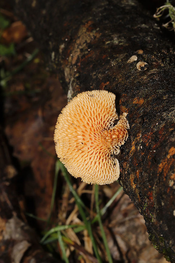 Hexagonal-pored Polypore (Neofavolus alveolaris) Growing on a fallen hardwood tree at the edge of a forested trail (near a wetland). Geotagged,Hexagonal-pored polypore,Neofavolus alveolaris,United States,Winter