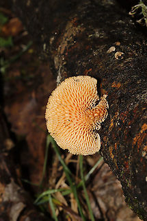 Hexagonal-pored Polypore (Neofavolus alveolaris) Growing on a fallen hardwood tree at the edge of a forested trail (near a wetland). Geotagged,Hexagonal-pored polypore,Neofavolus alveolaris,United States,Winter
