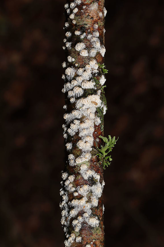 Milk-white Toothed Polypore (Irpex lacteus)? ID Tentative. Growing on a small hardwood branch in a dense mixed forest.<br />
This formation reminds me a lot of Christine&#039;s observation here:<br />
<figure class="photo"><a href="https://www.jungledragon.com/image/76480/irpex_lacteus.html" title="Irpex lacteus"><img src="https://s3.amazonaws.com/media.jungledragon.com/images/3232/76480_thumb.jpg?AWSAccessKeyId=05GMT0V3GWVNE7GGM1R2&Expires=1767225610&Signature=rUWEhta60gykJ%2BQA66ea%2BenIQNo%3D" width="138" height="152" alt="Irpex lacteus *ID is tentative*<br />
<br />
Habitat: Growing on a tree in a mixed forest<br />
https://www.jungledragon.com/image/76481/irpex_lacteus.html Fall,Geotagged,Irpex lacteus,United States,irpex" /></a></figure> Geotagged,Irpex lacteus,United States,Winter