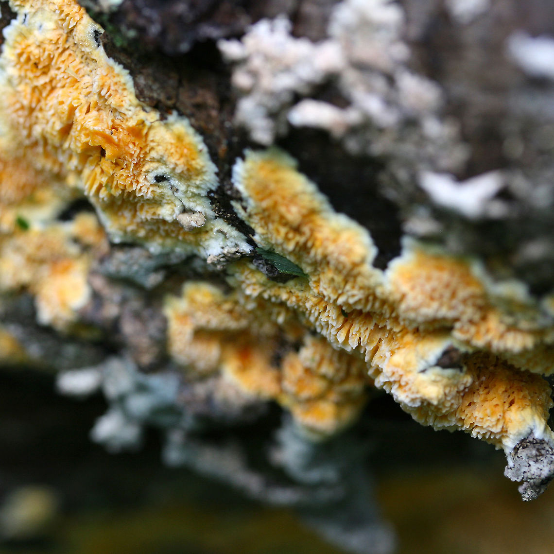 Fibroporia radiculosa Old photos from before we even owned our land!<br />
<br />
Bright yellow fungus on a dead, fallen pine tree in a flooded area in a dense hardwood forest clearing. The tree was very wet from being partially submerged in a large puddle in the dirt road.<br />
<br />
Edges of growth a creamy color. Has a convoluted, spongy texture. Appears shaggy or fringed.<br />
<figure class="photo"><a href="https://www.jungledragon.com/image/89674/fibroporia_radiculosa.html" title="Fibroporia radiculosa"><img src="https://s3.amazonaws.com/media.jungledragon.com/images/3231/89674_thumb.jpg?AWSAccessKeyId=05GMT0V3GWVNE7GGM1R2&Expires=1767225610&Signature=FaKcvL456ORW228ydltiE7zORYE%3D" width="200" height="134" alt="Fibroporia radiculosa Old photos from before we even owned our land!<br />
<br />
Bright yellow fungus on a dead, fallen pine tree in a flooded area in a dense hardwood forest clearing. The tree was very wet from being partially submerged in a large puddle in the dirt road.<br />
<br />
Edges of growth a creamy color. Has a convoluted, spongy texture. Appears shaggy or fringed. <br />
https://www.jungledragon.com/image/89673/fibroporia_radiculosa.html<br />
https://www.jungledragon.com/image/89672/fibroporia_radiculosa.html Fibroporia radiculosa,Geotagged,Summer,United States" /></a></figure><br />
<figure class="photo"><a href="https://www.jungledragon.com/image/89673/fibroporia_radiculosa.html" title="Fibroporia radiculosa"><img src="https://s3.amazonaws.com/media.jungledragon.com/images/3231/89673_thumb.jpg?AWSAccessKeyId=05GMT0V3GWVNE7GGM1R2&Expires=1767225610&Signature=1i63zwkc8ukRtjNSzuTguLN%2FqnQ%3D" width="200" height="200" alt="Fibroporia radiculosa Old photos from before we even owned our land!<br />
<br />
Bright yellow fungus on a dead, fallen pine tree in a flooded area in a dense hardwood forest clearing. The tree was very wet from being partially submerged in a large puddle in the dirt road.<br />
<br />
Edges of growth a creamy color. Has a convoluted, spongy texture. Appears shaggy or fringed.<br />
https://www.jungledragon.com/image/89674/fibroporia_radiculosa.html<br />
https://www.jungledragon.com/image/89672/fibroporia_radiculosa.html Fibroporia radiculosa,Geotagged,Summer,United States" /></a></figure><br />
 Fibroporia radiculosa,Geotagged,Summer,United States