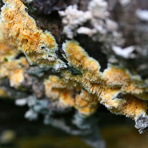 Fibroporia radiculosa Old photos from before we even owned our land!

Bright yellow fungus on a dead, fallen pine tree in a flooded area in a dense hardwood forest clearing. The tree was very wet from being partially submerged in a large puddle in the dirt road.

Edges of growth a creamy color. Has a convoluted, spongy texture. Appears shaggy or fringed.
https://www.jungledragon.com/image/89674/fibroporia_radiculosa.html
https://www.jungledragon.com/image/89673/fibroporia_radiculosa.html
 Fibroporia radiculosa,Geotagged,Summer,United States