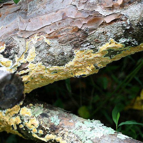 Fibroporia radiculosa Old photos from before we even owned our land!

Bright yellow fungus on a dead, fallen pine tree in a flooded area in a dense hardwood forest clearing. The tree was very wet from being partially submerged in a large puddle in the dirt road.

Edges of growth a creamy color. Has a convoluted, spongy texture. Appears shaggy or fringed.
https://www.jungledragon.com/image/89674/fibroporia_radiculosa.html
https://www.jungledragon.com/image/89672/fibroporia_radiculosa.html Fibroporia radiculosa,Geotagged,Summer,United States