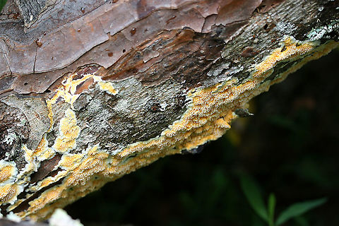 Fibroporia radiculosa Old photos from before we even owned our land!

Bright yellow fungus on a dead, fallen pine tree in a flooded area in a dense hardwood forest clearing. The tree was very wet from being partially submerged in a large puddle in the dirt road.

Edges of growth a creamy color. Has a convoluted, spongy texture. Appears shaggy or fringed. 
https://www.jungledragon.com/image/89673/fibroporia_radiculosa.html
https://www.jungledragon.com/image/89672/fibroporia_radiculosa.html Fibroporia radiculosa,Geotagged,Summer,United States