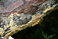 Fibroporia radiculosa Old photos from before we even owned our land!<br />
<br />
Bright yellow fungus on a dead, fallen pine tree in a flooded area in a dense hardwood forest clearing. The tree was very wet from being partially submerged in a large puddle in the dirt road.<br />
<br />
Edges of growth a creamy color. Has a convoluted, spongy texture. Appears shaggy or fringed. <br />
https://www.jungledragon.com/image/89673/fibroporia_radiculosa.html<br />
https://www.jungledragon.com/image/89672/fibroporia_radiculosa.html Fibroporia radiculosa,Geotagged,Summer,United States