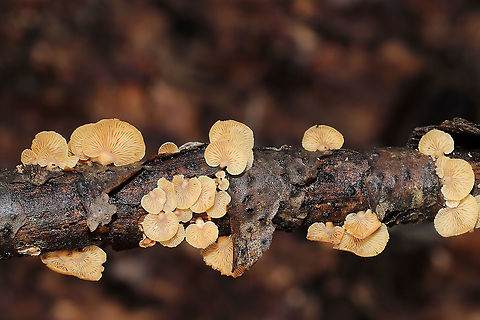 Luminescent Panellus (Panellus stipticus) Growing on a fallen hardwood branch in a dense mixed forest. Bitter oyster,Geotagged,Panellus stipticus,United States,Winter