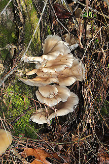 Oyster Mushrooms (Pleurotus ostreatus) Large flush of mushrooms on a hardwood tree in a forested area at the edge of a wetland. Geotagged,Oyster mushroom,Pleurotus ostreatus,United States,Winter