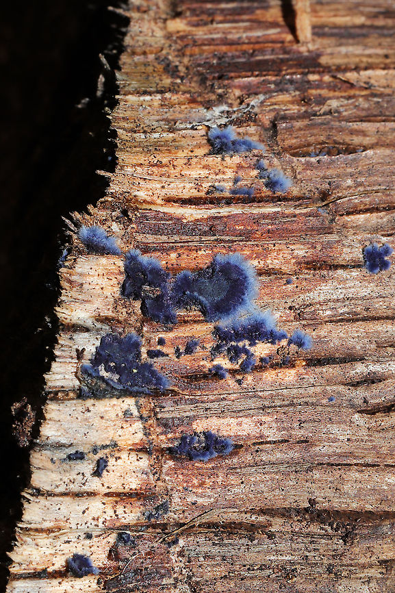 Cobalt Crust Fungus (Terana caerulea) Growing on hardwood at the edge of a dense mixed forest. Cobalt Crust Fungus,Geotagged,Terana caerulea,United States,Winter