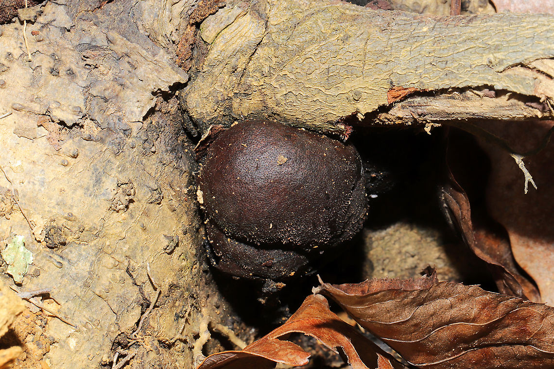 King Alfred's Cakes (Daldinia concentrica) Growing on an oak tree root at the edge of a dense mixed forest.<br />
<figure class="photo"><a href="https://www.jungledragon.com/image/89694/king_alfreds_cakes_daldinia_concentrica_-_cross-section.html" title="King Alfred&#039;s Cakes (Daldinia concentrica) - Cross-section"><img src="https://s3.amazonaws.com/media.jungledragon.com/images/3231/89694_thumb.jpg?AWSAccessKeyId=05GMT0V3GWVNE7GGM1R2&Expires=1769040010&Signature=3BD2%2Fbu9%2BWzcOs%2F1wT0pm6f7MGA%3D" width="200" height="134" alt="King Alfred&#039;s Cakes (Daldinia concentrica) - Cross-section Growing on an oak tree root at the edge of a dense mixed forest. <br />
https://www.jungledragon.com/image/89693/king_alfreds_cakes_daldinia_concentrica.html Daldinia concentrica,Geotagged,King Alfred&#039;s Cake,United States,Winter" /></a></figure> Daldinia concentrica,Geotagged,King Alfred's Cake,United States,Winter