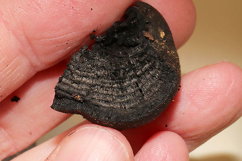 King Alfred's Cakes (Daldinia concentrica) - Cross-section Growing on an oak tree root at the edge of a dense mixed forest. 
https://www.jungledragon.com/image/89693/king_alfreds_cakes_daldinia_concentrica.html Daldinia concentrica,Geotagged,King Alfred's Cake,United States,Winter