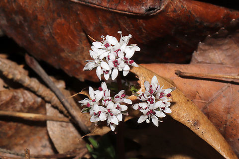 Harbinger of Spring (Erigenia bulbosa) One of the first flowers of the year, pushing up through leaf litter in a mixed forest near a wetland. Erigenia,Erigenia bulbosa,Geotagged,United States,Winter