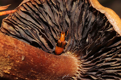 Oxyporus lateralis A rove beetle hanging out on the fertile surface of a mushroom on a forested trail. Geotagged,Oxyporus lateralis,United States,Winter