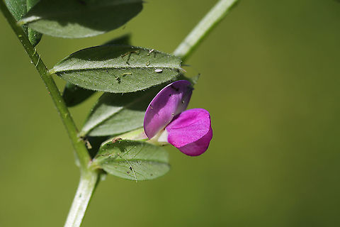 Common Vetch (Vicia sativa) INTRODUCED/NONNATIVE: In a backyard habitat. Common vetch,Geotagged,Spring,United States,Vicia sativa