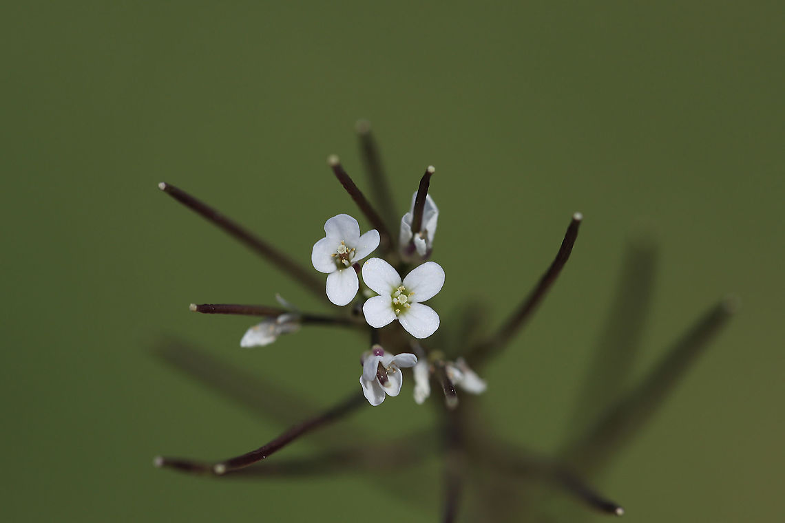 Hairy Bittercress (Cardamine hirsuta) INTRODUCED/NONNATIVE:<br />
In a backyard habitat. Cardamine hirsuta,Geotagged,Hairy bittercress,Spring,United States