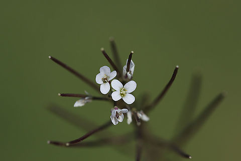 Hairy bittercress