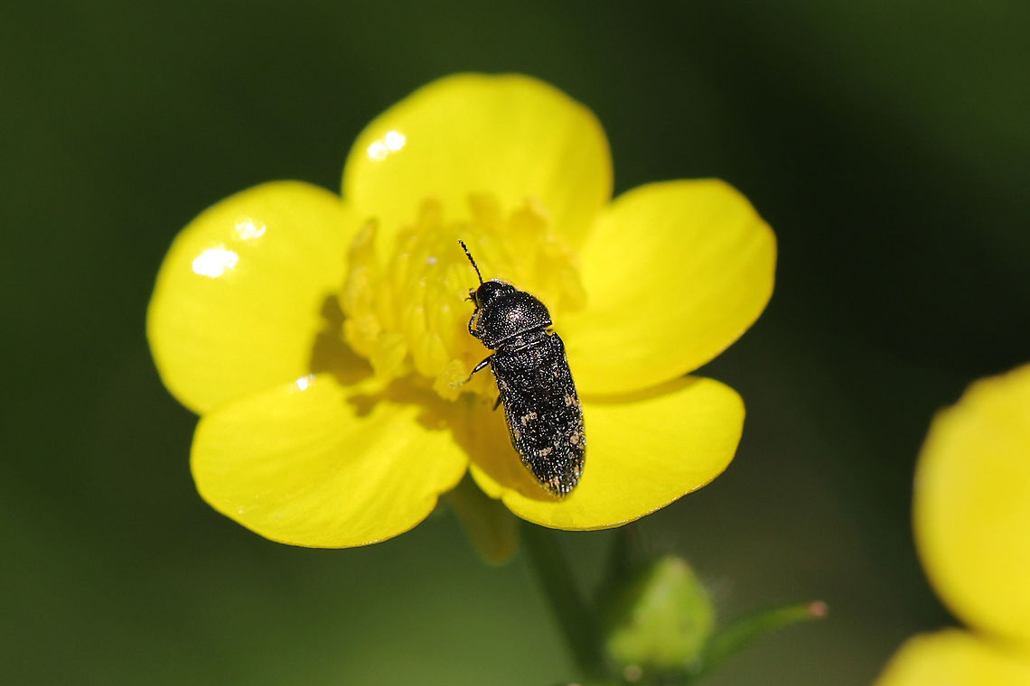Acmaeodera tubulus Buprestid beetle on a buttercup in a backyard habitat. Acmaeodera tubulus,Geotagged,Spring,United States