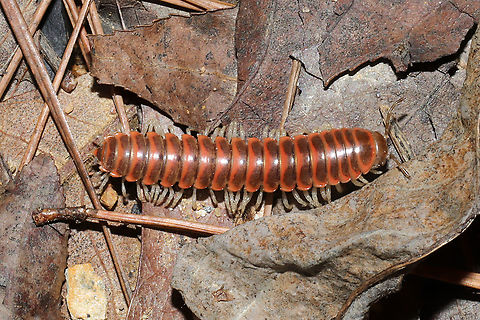 Subfamily Xystodesminae? Millipede crawling in leaf litter at the base of a ridge at the edge of a dense mixed forest. 

Don't have a lot of energy lately, so IDs are coming a bit slow! Geotagged,United States,Winter