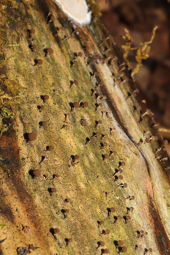 Collaria rubens? Unknown slime mold on rotting wood on a forested path near a wetland. Working on ID. <br />
<figure class="photo"><a href="https://www.jungledragon.com/image/90646/collaria_rubens.html" title="Collaria rubens?"><img src="https://s3.amazonaws.com/media.jungledragon.com/images/3231/90646_thumb.jpg?AWSAccessKeyId=05GMT0V3GWVNE7GGM1R2&Expires=1767225610&Signature=mBMyzuYJhk4y4X2xc5rQfqdkvMk%3D" width="200" height="134" alt="Collaria rubens? Unknown slime mold on rotting wood on a forested path near a wetland. Working on ID.<br />
https://www.jungledragon.com/image/90645/unknown_slime_mold.html Collaria rubens,Geotagged,United States,Winter" /></a></figure> Collaria rubens,Geotagged,United States,Winter