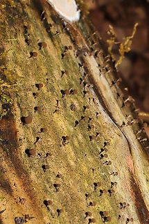 Collaria rubens? Unknown slime mold on rotting wood on a forested path near a wetland. Working on ID. 
https://www.jungledragon.com/image/90646/unknown_slime_mold.html Collaria rubens,Geotagged,United States,Winter