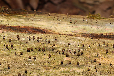 Collaria rubens? Unknown slime mold on rotting wood on a forested path near a wetland. Working on ID.
https://www.jungledragon.com/image/90645/unknown_slime_mold.html Collaria rubens,Geotagged,United States,Winter