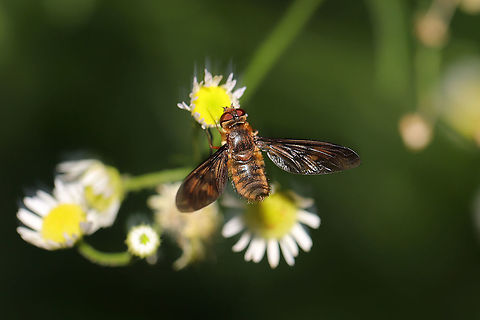 Poecilanthrax nigripennis On flowers at the edge of a dense mixed forest.
https://www.jungledragon.com/image/90693/poecilanthrax_nigripennis.html Geotagged,Poecilanthrax nigripennis,Spring,United States