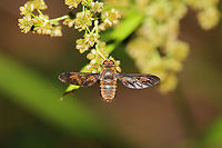 Poecilanthrax nigripennis on flowers at the edge of a dense mixed forest. <br />
https://www.jungledragon.com/image/90691/poecilanthrax_nigripennis.html Geotagged,Poecilanthrax nigripennis,Spring,United States
