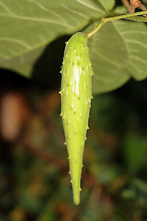 Carolina Climbing-Milkweed Fruit (Matelea carolinensis) Growing at the edge of a dense mixed forest. Geotagged,Maroon Carolina Milkvine,Matelea carolinensis,Spring,United States