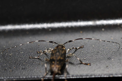 Graphisurus fasciatus Longhorn beetle at the edge of a dense mixed (oak-hickory-pine) forest.  Geotagged,Graphisurus fasciatus,Spring,United States