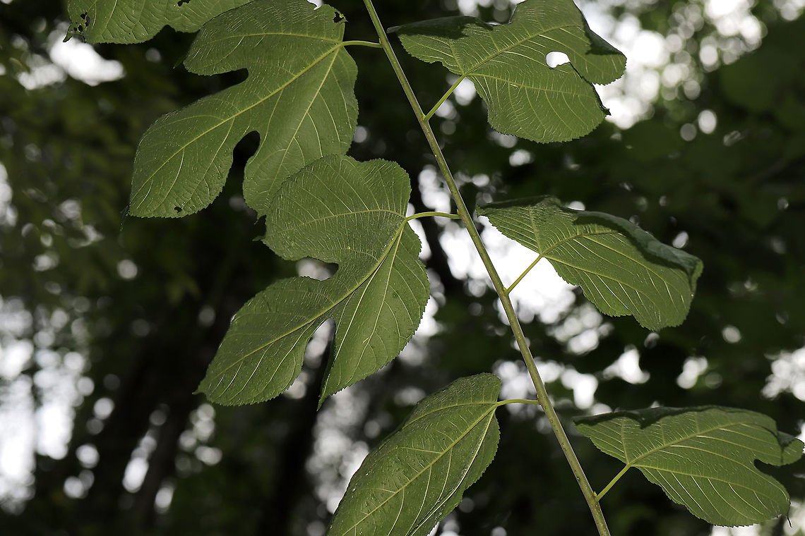 Red Mulberry (Morus rubra) NATIVE. Young trees at the edge of a dense mixed forest. I cannot wait until these begin to fruit! Geotagged,Morus rubra,Summer,United States