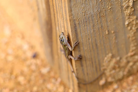 Carolina Anole Baby (Anolis carolinensis) Tiny anole near our camper at the edge of a dense mixed forest. Anolis carolinensis,Carolina anole,Geotagged,Summer,United States