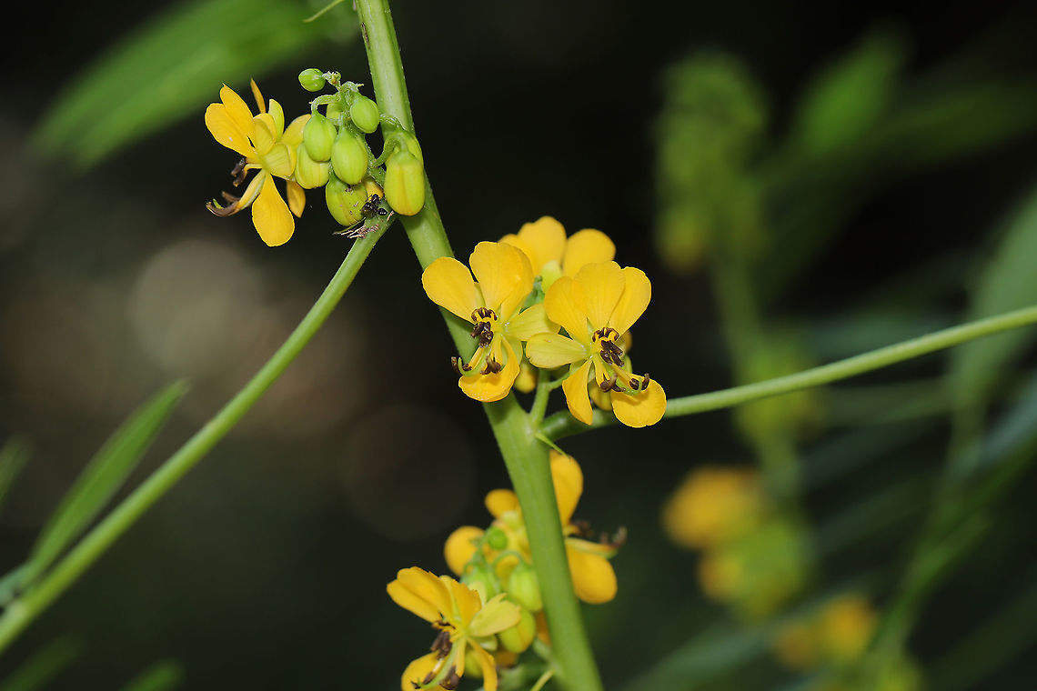 Maryland Wild Senna (Senna marilandica) A group of these lovely plants was in bloom on a dirt roadside, near the edge of a dense mixed forest and a seasonal stream. It was hard to miss the spires of bright yellow flowers! This is the first year I have seen these flowers since we have moved here, so I was so happy!<br />
<br />
Also, check out the ants taking advantage of the nectaries! Geotagged,Maryland senna,Senna marilandica,Summer,United States