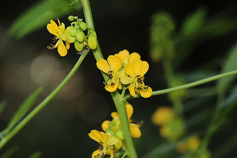 Maryland Wild Senna (Senna marilandica) A group of these lovely plants was in bloom on a dirt roadside, near the edge of a dense mixed forest and a seasonal stream. It was hard to miss the spires of bright yellow flowers! This is the first year I have seen these flowers since we have moved here, so I was so happy!

Also, check out the ants taking advantage of the nectaries! Geotagged,Maryland senna,Senna marilandica,Summer,United States
