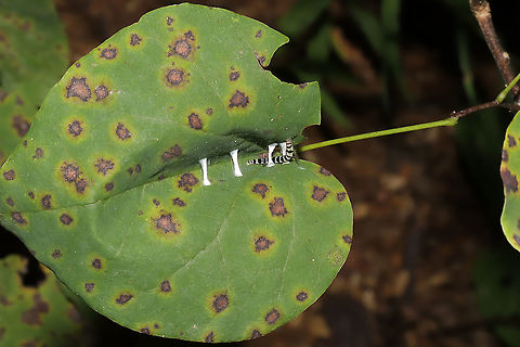 Redbud Leaffolder Moth (Fascista cercerisella) forming its Leaf Shelter This was a really cool thing to watch! A moth larva in the process of building a leaf shelter. It fastens each side of the leaf together with silk from modified salivary glands. The leaf pictured here is its host plant, Cercis canadensis. Fascista cercerisella,Geotagged,Redbud Leaffolder,Summer,United States