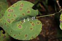 Redbud Leaffolder Moth (Fascista cercerisella) forming its Leaf Shelter This was a really cool thing to watch! A moth larva in the process of building a leaf shelter. It fastens each side of the leaf together with silk from modified salivary glands. The leaf pictured here is its host plant, Cercis canadensis. Fascista cercerisella,Geotagged,Redbud Leaffolder,Summer,United States