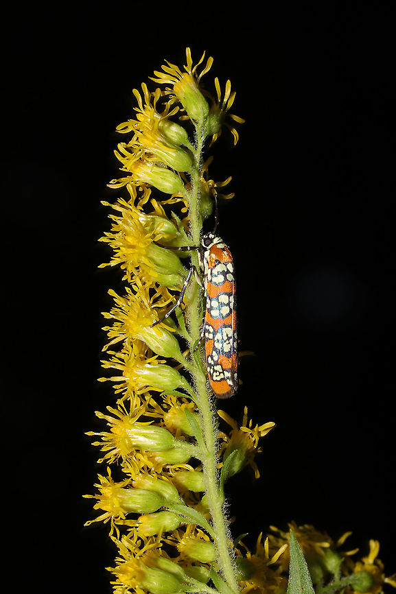 Ailanthus Webworm Moth (Atteva aurea) On solidago sp. at the edge of a dense mixed forest. Ailanthus webworm,Atteva aurea,Geotagged,Summer,United States