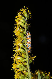 Ailanthus Webworm Moth (Atteva aurea) On solidago sp. at the edge of a dense mixed forest. Ailanthus webworm,Atteva aurea,Geotagged,Summer,United States