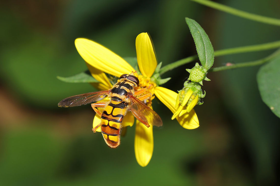 Virginia Flower Fly (Milesia virginiensis) On wildflowers at the edge of a dense mixed forest. Geotagged,Milesia virginiensis,Summer,United States,Yellowjacket hover fly