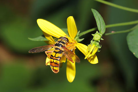 Virginia Flower Fly (Milesia virginiensis) On wildflowers at the edge of a dense mixed forest. Geotagged,Milesia virginiensis,Summer,United States,Yellowjacket hover fly