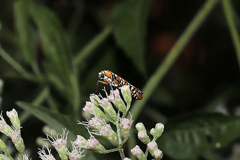 Ailanthus Webworm Moth (Atteva aurea) On Late Boneset (Eupatorium serotinum) at the edge of a dense mixed forest. 
https://www.jungledragon.com/image/91115/ailanthus_webworm_moth_atteva_aurea.html Ailanthus webworm,Atteva aurea,Geotagged,Summer,United States