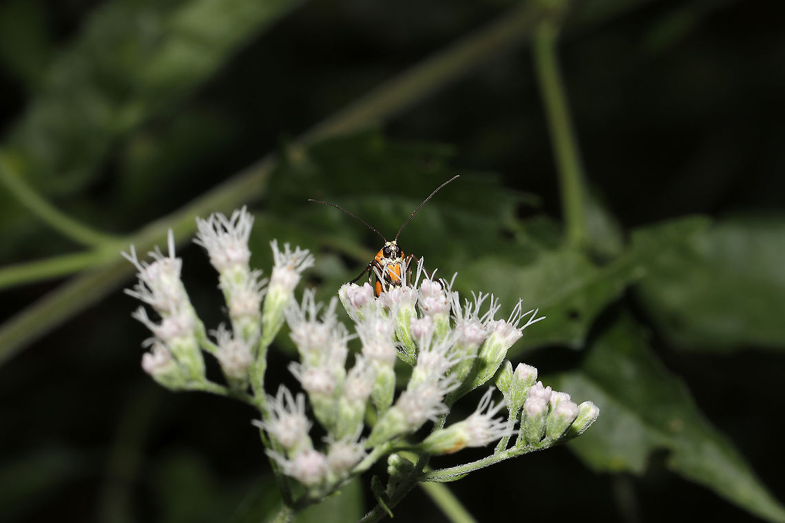 Ailanthus Webworm Moth (Atteva aurea) On Late Boneset (Eupatorium serotinum) at the edge of a dense mixed forest.  <br />
<figure class="photo"><a href="https://www.jungledragon.com/image/91114/ailanthus_webworm_moth_atteva_aurea.html" title="Ailanthus Webworm Moth (Atteva aurea)"><img src="https://s3.amazonaws.com/media.jungledragon.com/images/3231/91114_thumb.jpg?AWSAccessKeyId=05GMT0V3GWVNE7GGM1R2&Expires=1767225610&Signature=Y8ogNxb4f43MzvsYwE6no13f4Hw%3D" width="200" height="134" alt="Ailanthus Webworm Moth (Atteva aurea) On Late Boneset (Eupatorium serotinum) at the edge of a dense mixed forest. <br />
https://www.jungledragon.com/image/91115/ailanthus_webworm_moth_atteva_aurea.html Ailanthus webworm,Atteva aurea,Geotagged,Summer,United States" /></a></figure> Ailanthus webworm,Atteva aurea,Geotagged,Summer,United States