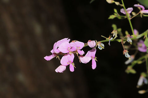 Panicled Ticktrefoil (Desmodium paniculatum) Growing at the moist edge of a dense mixed forest (near a stream). Desmodium paniculatum,Geotagged,Panicled Ticktrefoil,Summer,United States