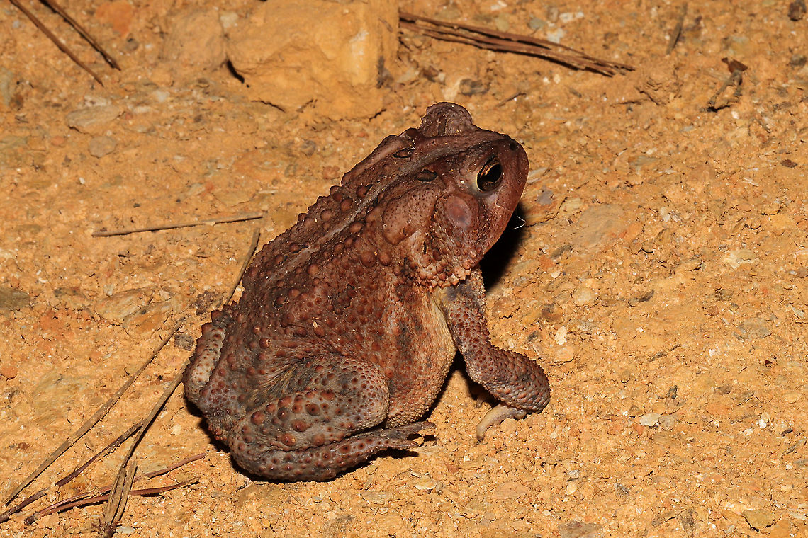 American toad x Fowler's Toad hybrid (Anaxyrus americanus x Anaxyrus fowleri)? I'm not 100 percent on this. I should probably post this guy to a forum (but I'm not active on facebook at the moment). Will update with any changes.<br />
<br />
This was our morning visitor throughout the entire summer last year. We often found this one with its belly in cool mud in the early mornings.  Jason named him Tad (there was a smaller one named Todd). Geotagged,Summer,United States