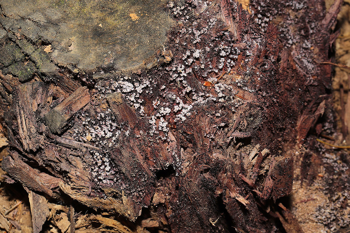 Slime mold? on rotting Eastern Hemlock (Tsuga canadensis) This fungus or slime mold left a purple stain on this hemlock stump! No idea where to start here! Fall,Geotagged,United States