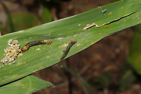 Unknown Lepidoptera Larvae Inside River Cane(?) or some kind of switch at the edge of trail near a waterfall. 
https://www.jungledragon.com/image/91594/unknown_lepidoptera_larvae.html
https://www.jungledragon.com/image/91595/unknown_lepidoptera_larvae.html Fall,Geotagged,United States