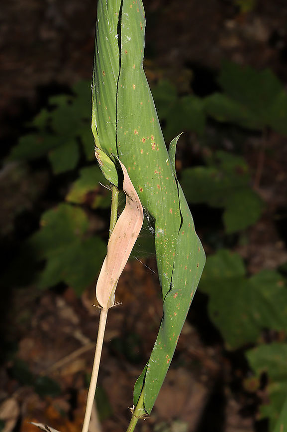 Unknown Lepidoptera Larvae Inside River Cane(?) or some kind of switch at the edge of trail near a waterfall. <br />
<figure class="photo"><a href="https://www.jungledragon.com/image/91595/unknown_lepidoptera_larvae.html" title="Unknown Lepidoptera Larvae"><img src="https://s3.amazonaws.com/media.jungledragon.com/images/3231/91595_thumb.jpg?AWSAccessKeyId=05GMT0V3GWVNE7GGM1R2&Expires=1769040010&Signature=nVrxBr917Ik63csu72Kwywny23U%3D" width="200" height="134" alt="Unknown Lepidoptera Larvae Inside River Cane(?) or some kind of switch at the edge of trail near a waterfall. <br />
https://www.jungledragon.com/image/91593/unknown_lepidoptera_larvae.html<br />
https://www.jungledragon.com/image/91594/unknown_lepidoptera_larvae.html Fall,Geotagged,United States" /></a></figure><br />
<figure class="photo"><a href="https://www.jungledragon.com/image/91593/unknown_lepidoptera_larvae.html" title="Unknown Lepidoptera Larvae"><img src="https://s3.amazonaws.com/media.jungledragon.com/images/3231/91593_thumb.jpg?AWSAccessKeyId=05GMT0V3GWVNE7GGM1R2&Expires=1769040010&Signature=NKGZJdvKcNdCpGm42NZR4u14fUQ%3D" width="200" height="134" alt="Unknown Lepidoptera Larvae Inside River Cane(?) or some kind of switch at the edge of trail near a waterfall. <br />
https://www.jungledragon.com/image/91594/unknown_lepidoptera_larvae.html<br />
https://www.jungledragon.com/image/91595/unknown_lepidoptera_larvae.html Fall,Geotagged,United States" /></a></figure> Fall,Geotagged,United States
