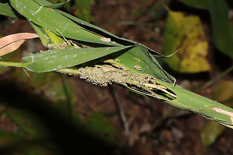 Unknown Lepidoptera Larvae Inside River Cane(?) or some kind of switch at the edge of trail near a waterfall. 
https://www.jungledragon.com/image/91593/unknown_lepidoptera_larvae.html
https://www.jungledragon.com/image/91594/unknown_lepidoptera_larvae.html Fall,Geotagged,United States