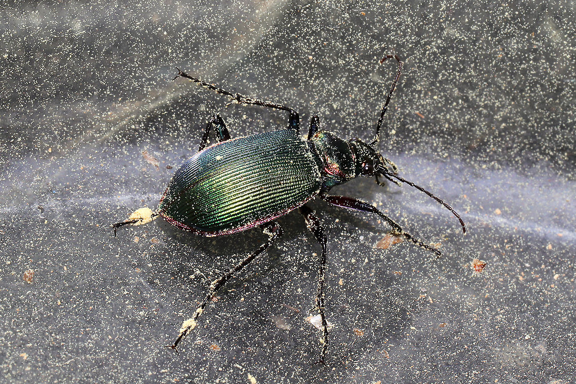 Fiery Searcher Beetle (Calosoma scrutator) or C. wilcoxi ? Found in an empty glass bowl on my front porch, covered in pollen (it is awful right now). This guy was not in the mood to be photographed! Please excuse the glare from the glass and pollen! Calosoma scrutator,Geotagged,Spring,United States
